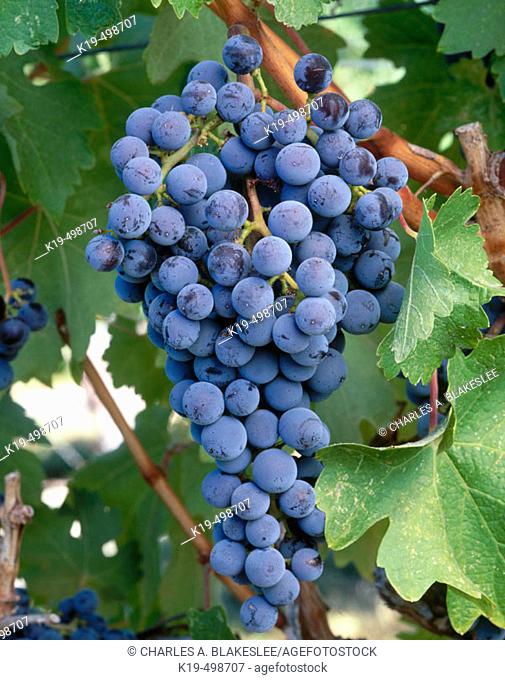 Merlot grapes. Red Mountain appellation, Columbia Valley, Eastern Washington, USA