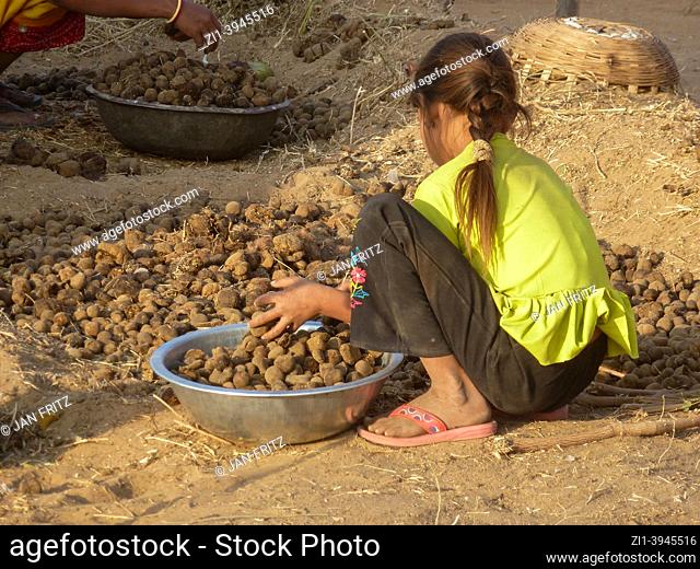 collecting animal dung at camelfair in Pushkar, India