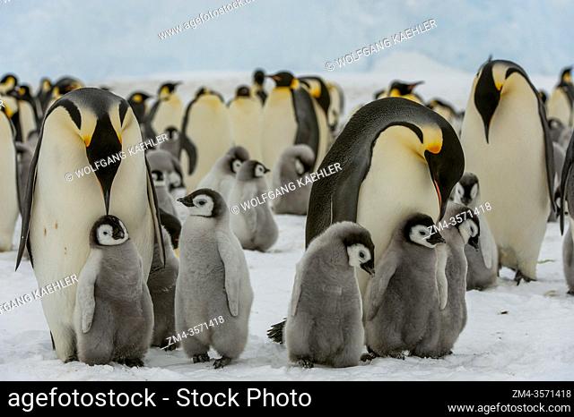 Emperor penguins (Aptenodytes forsteri) with chicks on the sea ice at Snow Hill Island in the Weddell Sea in Antarctica