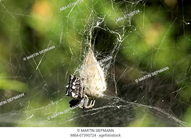 Tropical Tent-Web Spider (Cyrtophora citricola) in her web, La Gomera, Canary Islands, Canaries, Spain