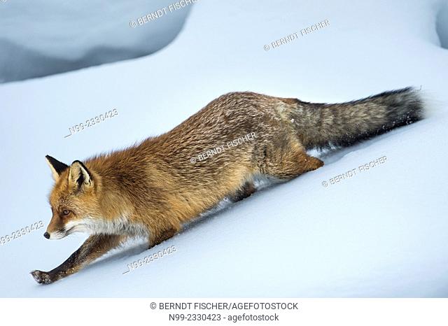 Fox (Vulpes vulpes) in snow, winter fur, National Park Gran Paradiso, Italy