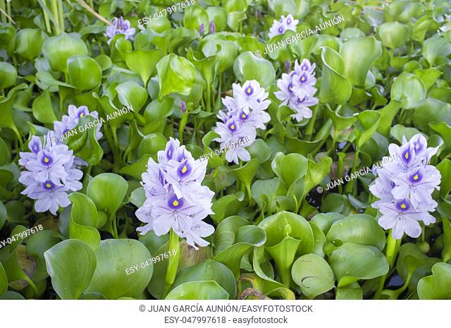 Eichhornia crassipes, commonly known as water hyacinth. Highly problematic invasive species at Guadiana River, Badajoz, Spain