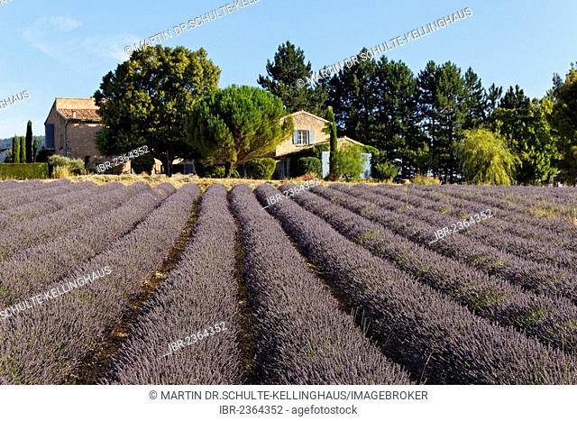 Lavender fields near Sault, Apt, Provence region, Département Vaucluse, France, Europe