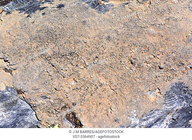 Sunken disk lichen (Aspicilia intermutans) is a crustose lichen that grows on siliceous rocks. This photo was taken in Sierra Nevada National Park