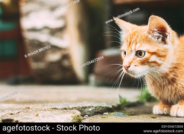 Cute Tabby Red Ginger Cat Sitting Outdoor In Yard