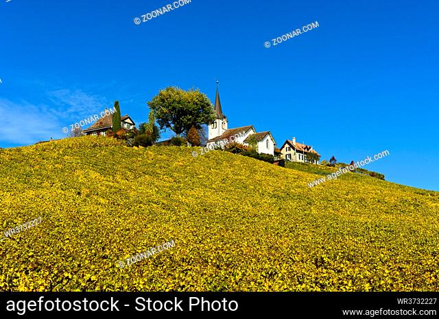 Herbst im Weinanbaugebiet La Côte, Winzerdorf Fechy, Waadt, Schweiz / Fall in the vineyards of the La Côte wine-growing area, wine-producing village Fechy, Vaud