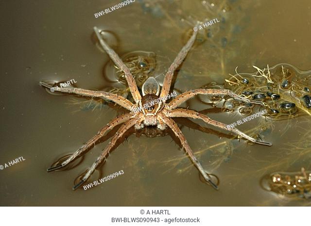 fimbriate fishing spider Dolomedes fimbriatus, holded by surface tension, Germany, Bavaria, Staffelsee