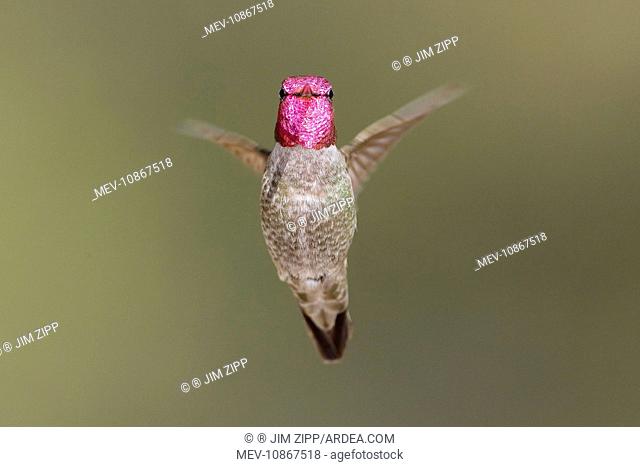 Anna's Hummingbird (Calypte anna). USA
