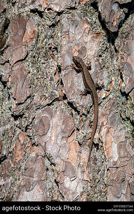 Viviparous lizard - Zootoca vivipara - male reptile sits on a Scots pine tree in Norway