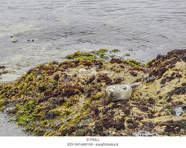 coastal scenery including a common seal around the Monterey Peninsula in California, USA