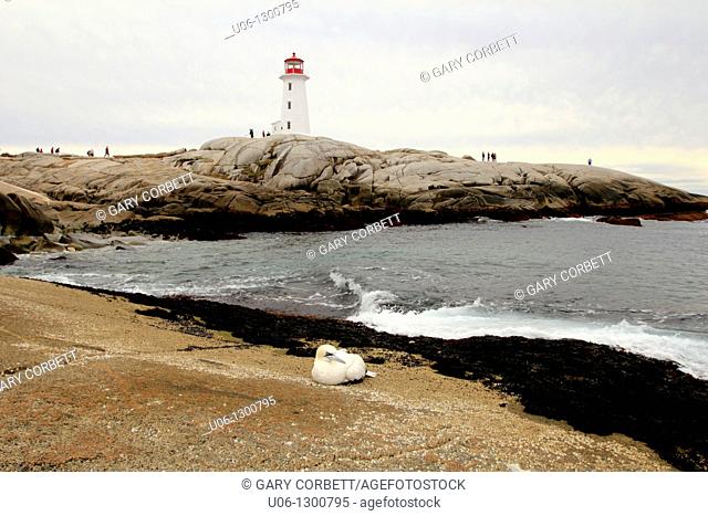A gannet bird on the rocks in front of the Peggy's Cove Lighthouse Nova Scotia