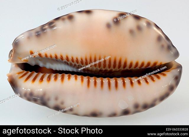 Arabica Cowrie seashell