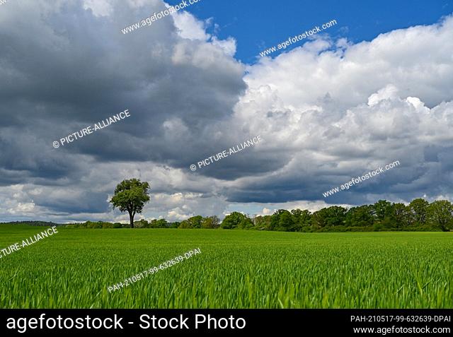 17 May 2021, Brandenburg, Sauen: Clouds drift over a still green grain field in the Oder-Spree district. Photo: Patrick Pleul/dpa-Zentralbild/ZB