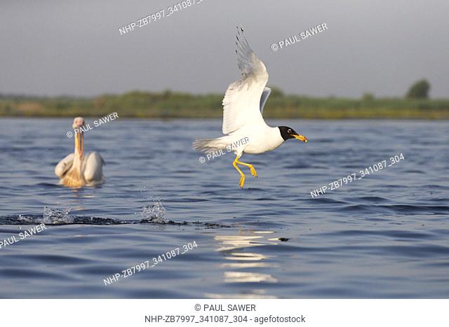 Pallas's Gull (Ichthyaetus ichthyaetus) adult, breediing plumage, flying, taking off from water with Great White Pelican (Pelecanus onocrotalus) adult