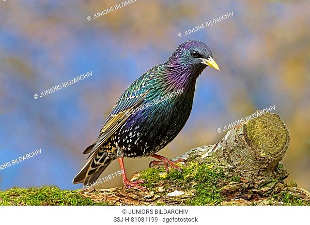Common Starling (Sturnus vulgaris). Adult in breeding plumage standing mossy log. Germany