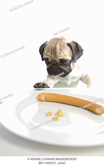 Young pug staring greedily at a sausage on a plate