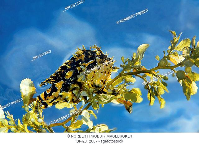 Sargassumfish (Histrio histrio) on Japanese wireweed (Sargassum muticum), Great Barrier Reef, a UNESCO World Heritage Site, Queensland, Cairns, Australia