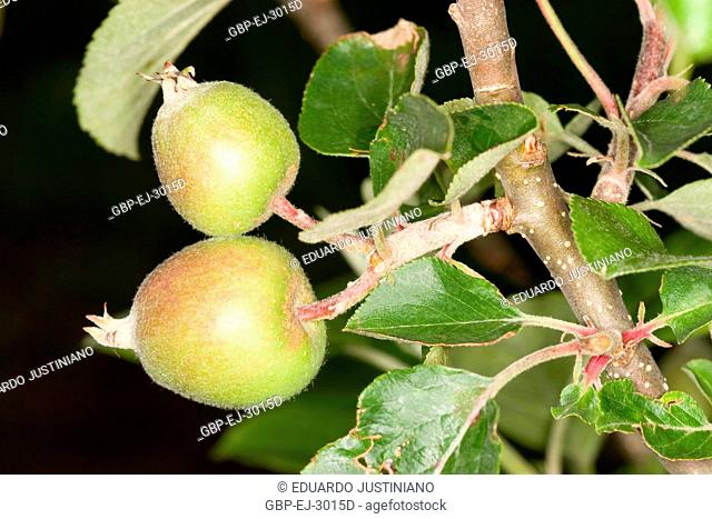 Fecundated ovary of the Apple tree (Malus sp), Vacaria, Rio Grande do Sul, Brazil