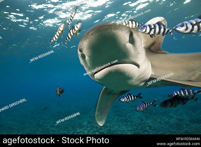 Oceanic Whitetip Shark, Carcharhinus longimanus, Brother Islands, Red Sea, Egypt