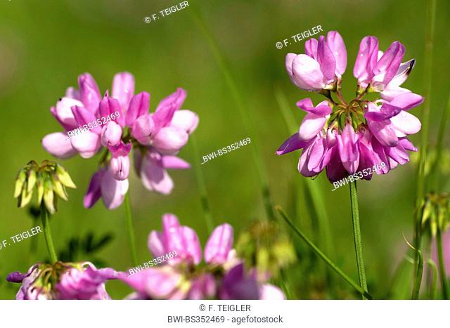crown vetch, trailing crownvetch, common crown-vetch (Securigera varia, Coronilla varia), blooming, Germany