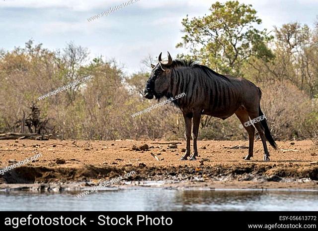 Blue Wildebeest at Waterhole in Botswana, Full Length, Low Angle