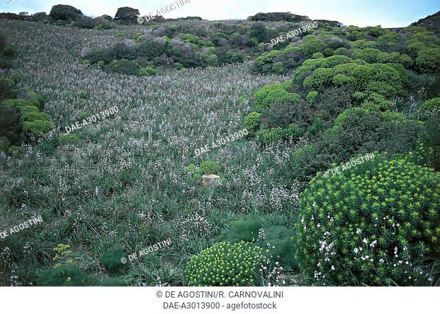Flowering tree spurge (Euphorbia dendroides), Euphorbiaceae, south coast of Sardinia, Italy