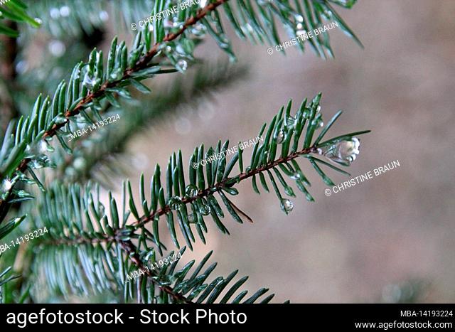 Spruce branch, water drop, Germany, Bavaria, Upper Bavaria