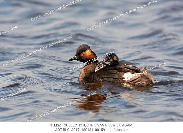 Black-necked Grebe pair with young, Black-necked Grebe, Podiceps nigricollis