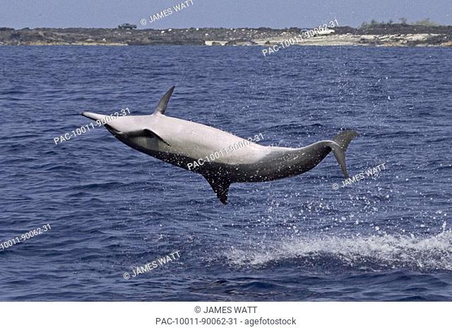 Hawaii, Big Island, Kona, Hawaiian long-snouted spinner Dolphin (Stenella longirostris) leaping in the air