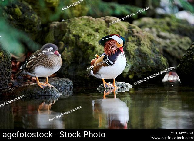 Mandarin duck (Aix galericulata), couple resting at the water's edge, Bavaria, Germany