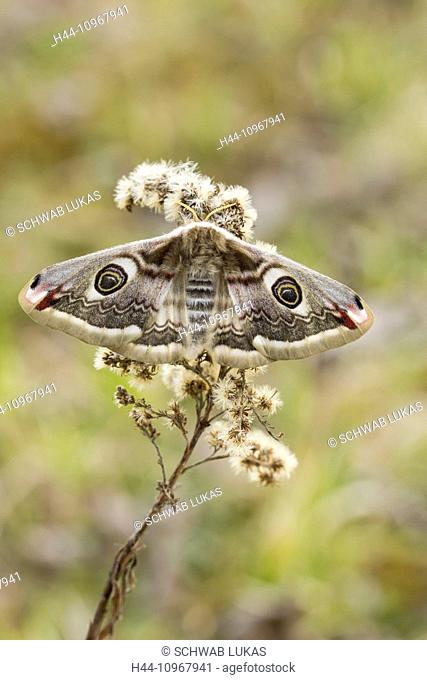 Animal, Insect, Moth, Small Emperor Moth, female, Lepidoptera, Saturniidae, Saturniinae, Saturnia pavonia, Switzerland