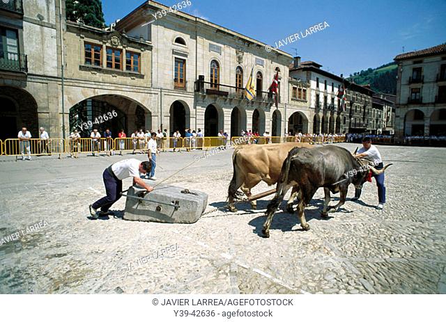 'Idi proba' (boulders dragged by oxen, Basque traditional sport), Zumarraga. Guipuzcoa, Euskadi, Spain