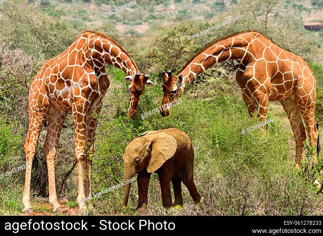 Giraffes in Tsavo East and Tsavo West National Park in Kenya