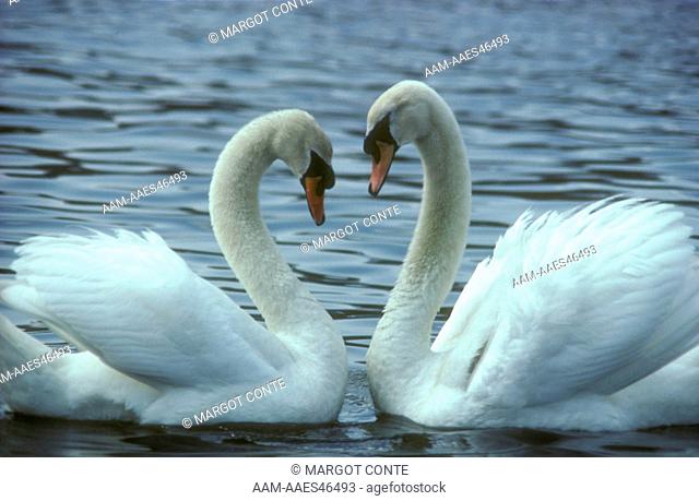 Mute Swans Valentines Day