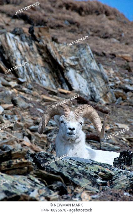 dall sheep, ovis dalli, Denali National Park & Preserve, USA, America, North America, may, sheep, animal, portrait
