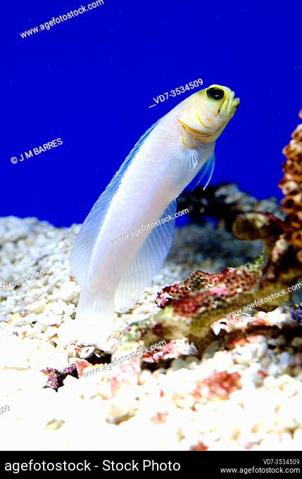 Yellowhead jawfish (Opistognathus aurifrons) is a marine fish native to Caribbean Sea