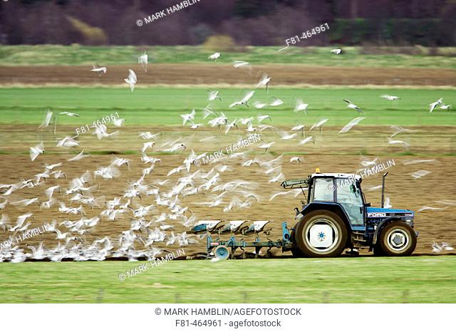 Black-headed Gull (Larus ridibundus) flock in flight following plough on arable farmland. Scotland
