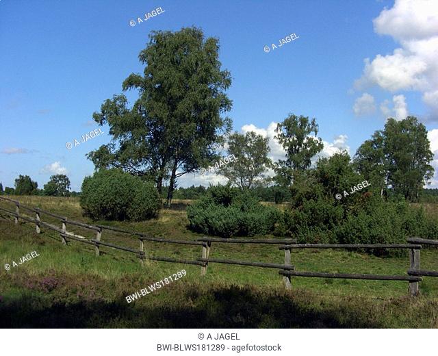 common juniper, ground juniper Juniperus communis, juniper shrub and wooden fence in Lueneburger Heide