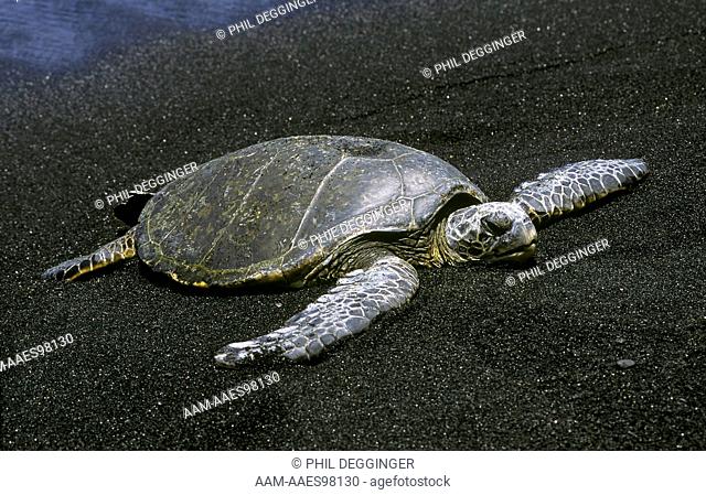 Green Sea Turtle, Basking in the Sun, Black Sand Beach, Big Island of Hawaii, Chelonia mydas