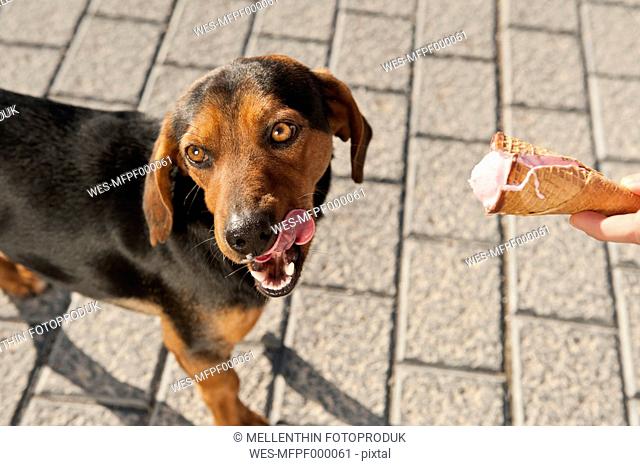 Spain, Mallorca, Human hand feeding ice cream to stray dog