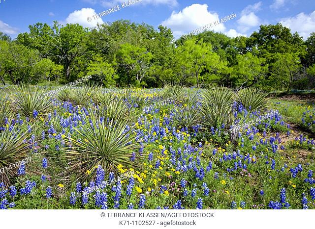 Country meadow with bluebonnets in hill country near Castell, Texas, USA