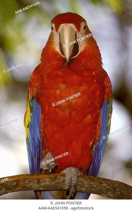Scarlet Macaw (Ara macao) Costa Rica