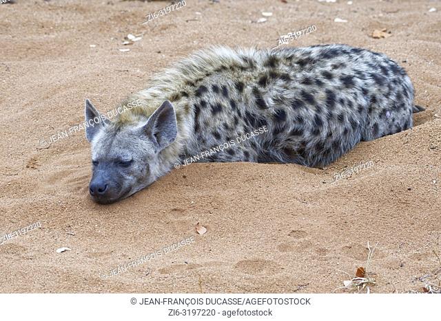 Spotted hyena (Crocuta crocuta), adult male lying on sand, sleeping, early in the morning, Kruger National Park, South Africa, Africa