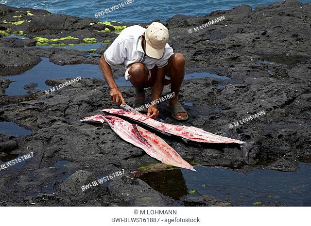 native disembowels fishes after fishing at the harbour, Cap Verde Islands, Cabo Verde, Santo Antao, Ponta Do Sol