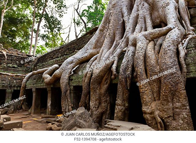 Ta Phrom Temple  Angkor  Siem Reap town, Siem Reap province  Cambodia, Asia