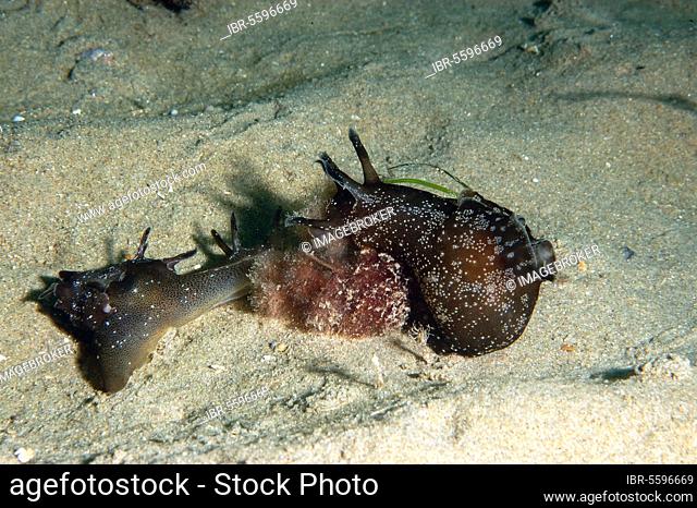 Spotted sea-hare, Spotted sea-hares, Other animals, Sea snails, Snails, Animals, Molluscs, Sea-hare (Aplysia punctata) two adults, on sandy seabed