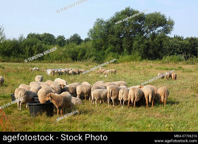 Sheep in Glaner Heide, Dötlingen, Wildeshauser Geest, Lower Saxony, Germany, Europe