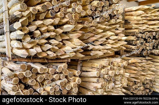 20 January 2022, Lower Saxony, Bad Fallingbostel: Wooden poles for a protective fence against the spread of African swine fever (ASF) are stored in a hall