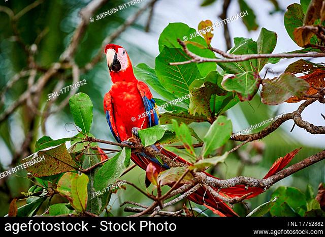 Bright red macaw (Ara macao), also called Arakanga, Corcovado National Park, Osa Peninsula, Costa Rica, Central America|Scarlet macaw (Ara macao)
