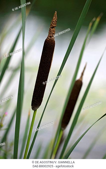 Broadleaf cattail plants (Typha latifolia), Typhaceae, on the shores of the water lily (Nymphaea), Nymphaeaceae, pond in the gardens of Trauttmansdorff Castle